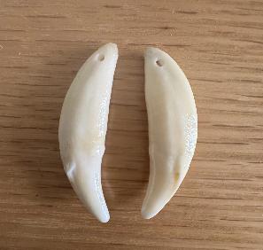 黑狗牙