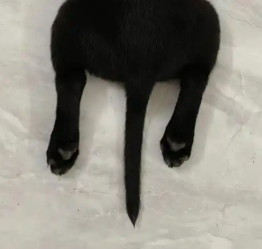 黑狗尾