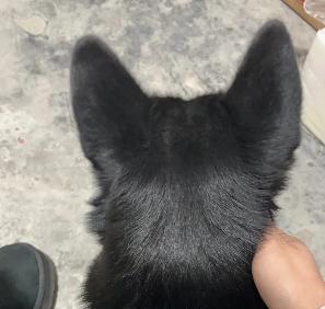 黑狗毛