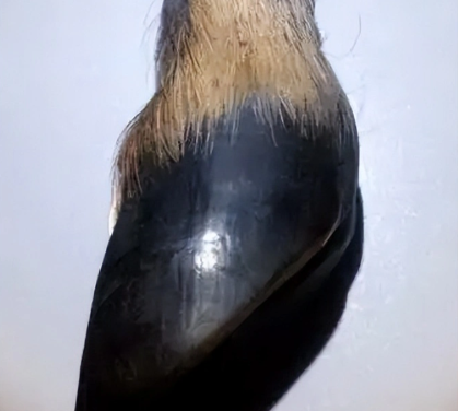 黑驴蹄子