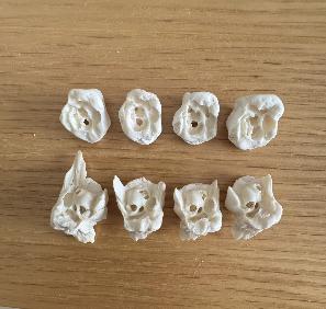 猪惊骨